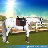 Horse Color:Classic Champagne Splash Tobiano Frame Varnish
