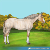 Horse Color:Palomino Roan Splash