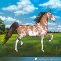Horse Color:Bay Sabino 