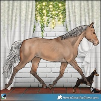 Horse Color:Silver Brown Dun Appaloosa