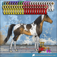 Horse Color:Buckskin Tobiano