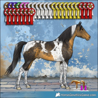 Horse Color:Buckskin Tobiano 