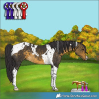 Horse Color:Buckskin Tobiano