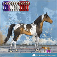 Horse Color:Buckskin Tobiano 