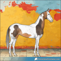 Horse Color:Buckskin Splash Tobiano 