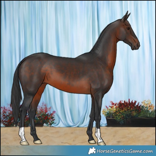 Horse Color:Brown 