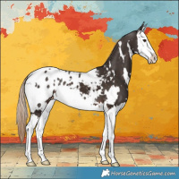 Horse Color:White Spotted Liver Chestnut Splash Appaloosa 