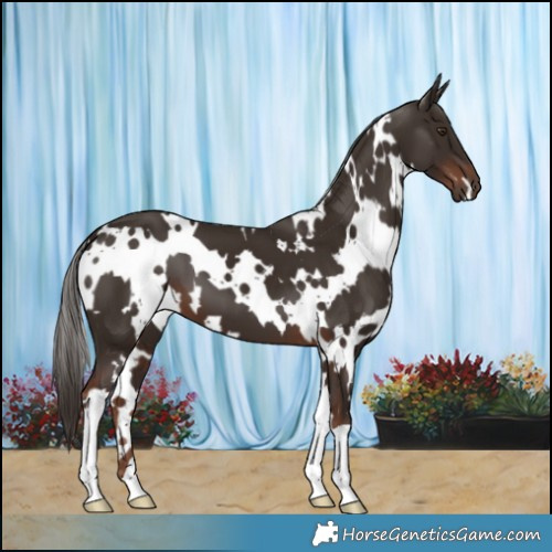 Horse Color:White Spotted Liver Chestnut 