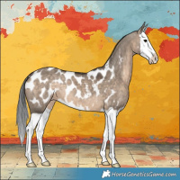Horse Color:Brown Dun Splash Appaloosa