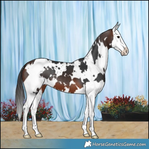 Horse Color:White Spotted Brown Splash 