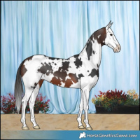 Horse Color:White Spotted Brown Splash 