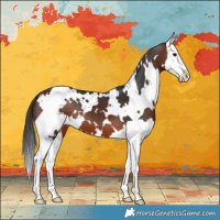 Horse Color:White Spotted Brown Splash 