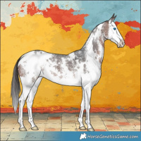 Horse Color:White Spotted Bay Sabino Splash