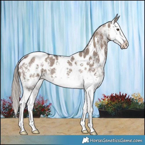 Horse Color:Liver Red Dun Sabino Splash Appaloosa 