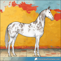 Horse Color:Liver Red Dun Sabino Splash Appaloosa 