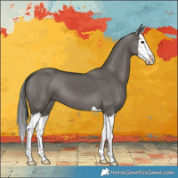 Horse Color:Grullo Splash 