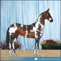 Horse Color:White Spotted Brown 