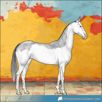 Horse Color:Blue Roan Splash 