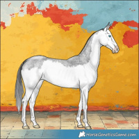 Horse Color:Blue Roan Splash 