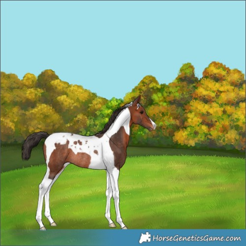 Horse Color:Bay Tobiano Appaloosa Rabicano 