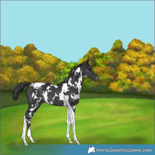 Horse Color:White Spotted Black Tobiano Appaloosa Rabicano 