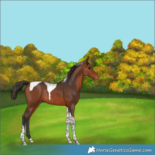 Horse Color:Bay Tobiano Varnish Rabicano 