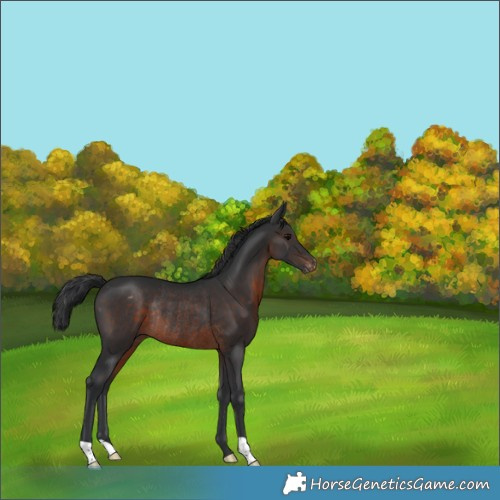 Horse Color:Brown Appaloosa Rabicano 