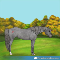 Horse Color:Smoky Black Appaloosa Rabicano 