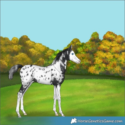 Horse Color:White Spotted Black Splash Appaloosa Rabicano 