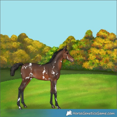 Horse Color:White Spotted Brown 