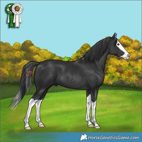 Horse Color:Black Splash 