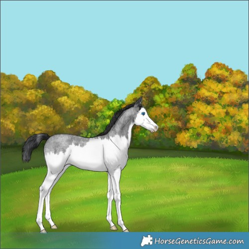 Horse Color:Blue Roan Splash 