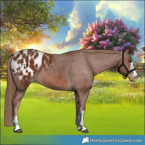 Horse Color:Chestnut Appaloosa 