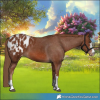 Horse Color:Chestnut Appaloosa 