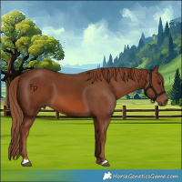 Horse Color:Chestnut 
