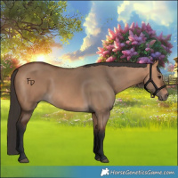 Horse Color:Bay Dun 