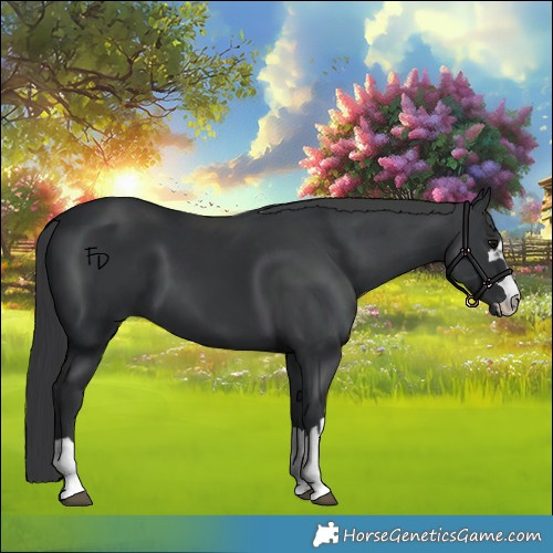 Horse Color:Black 