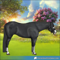 Horse Color:Black 