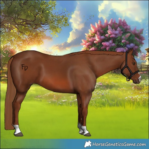 Horse Color:Chestnut 