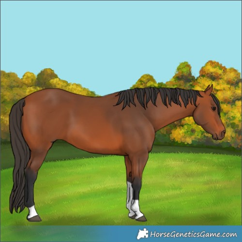 Horse Color:Bay Tobiano Rabicano 