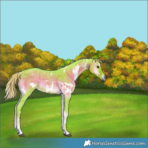 Horse Color:Watercolor White Spotted Chocolate Palomino Roan Onyx