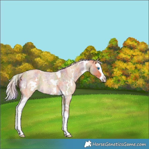 Horse Color:Nacre White Spotted Palomino Roan Splash 