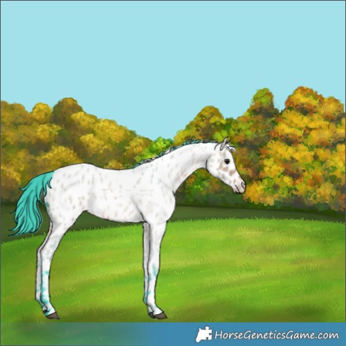 Horse Color:Watercolor Bay Roan Near Leopard 
