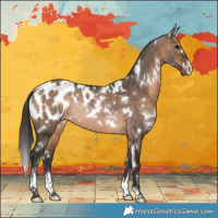 Horse Color:White Spotted Brown Dun Appaloosa Rabicano 
