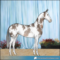 Horse Color:White Spotted Brown Dun Splash Rabicano