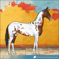Horse Color:Brown Tobiano Appaloosa