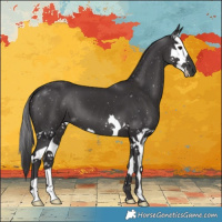 Horse Color:Smoky Black Splash 