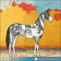 Horse Color:White Spotted Black Sabino Rabicano 