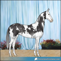 Horse Color:White Spotted Smoky Black Splash 