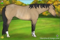 Horse Color:Buckskin Dun Rabicano